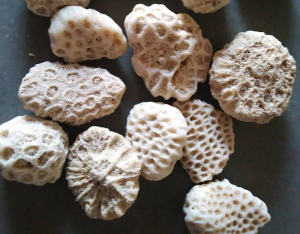 Dwarka Shila (Sacred Stone from Dwarka) - per piece