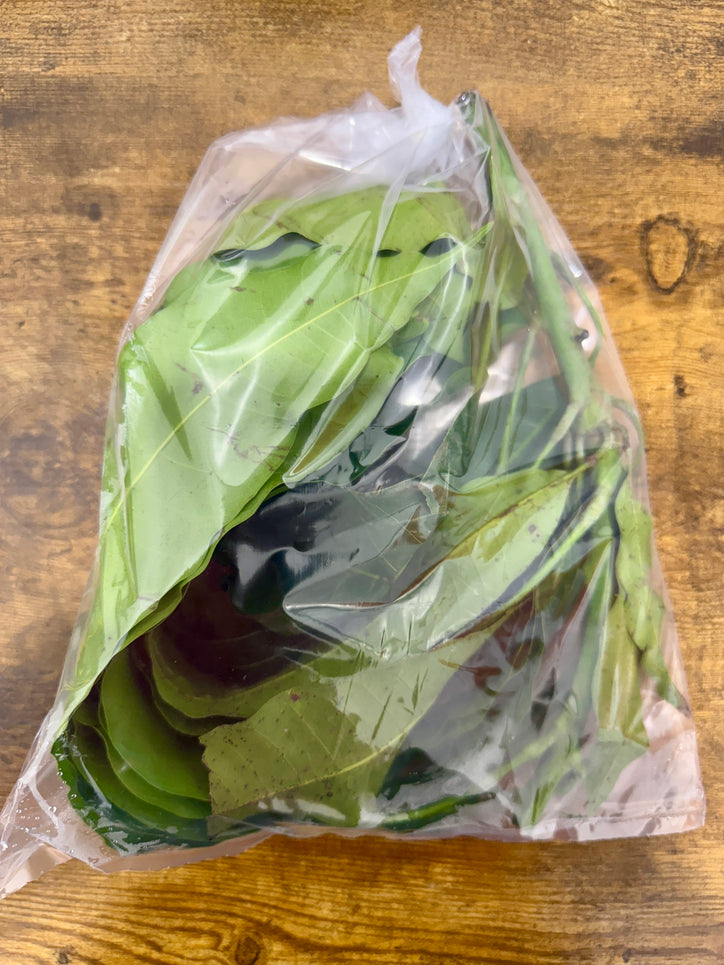Fresh Mango Leaves - Per Pack