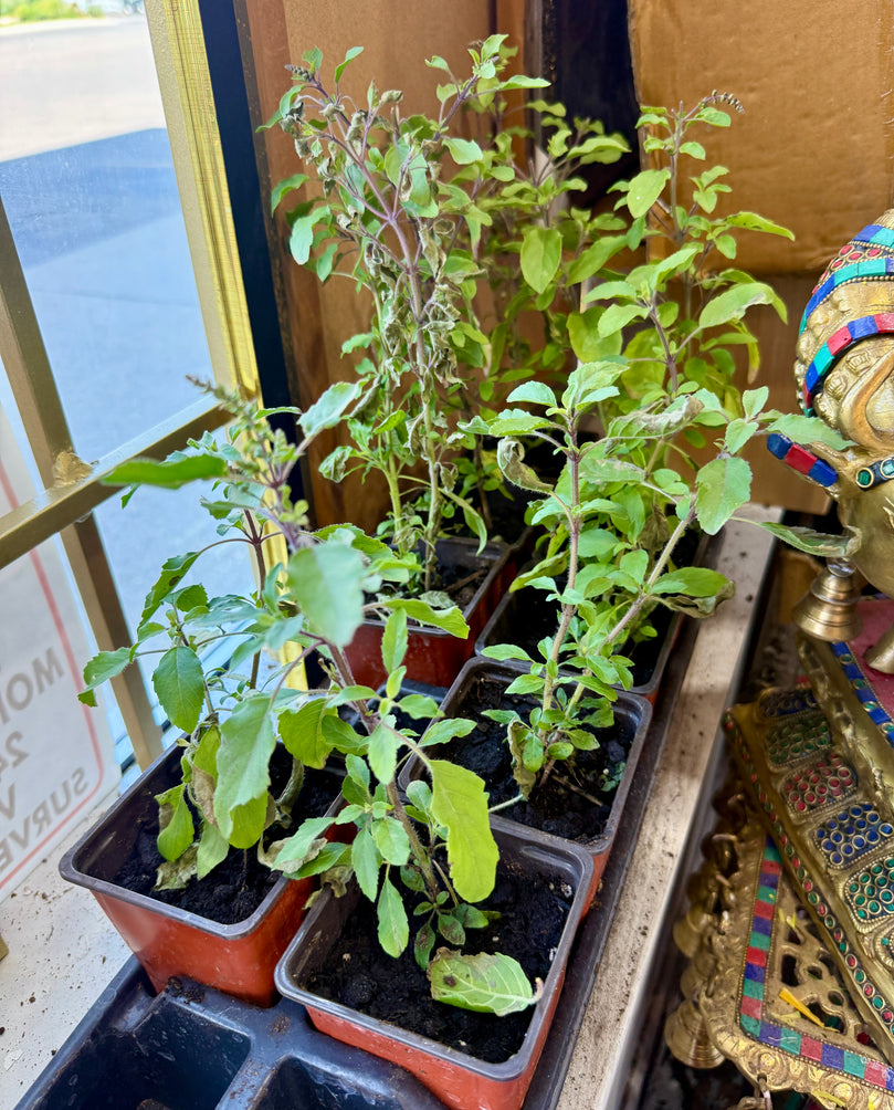 Fresh Tulsi Plant - Per Plant