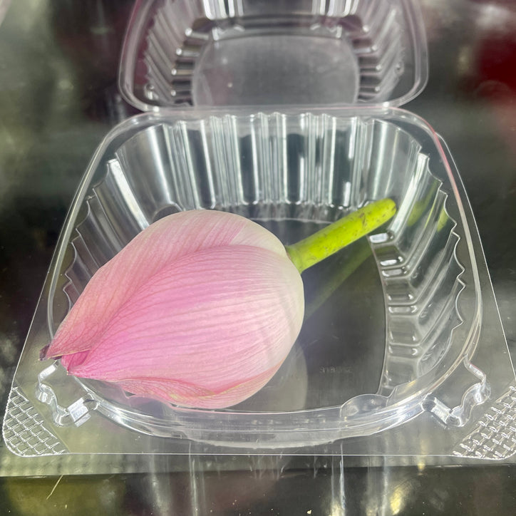 Fresh Lotus Flowers (Kamal Ke Phool) - 1 Per Box