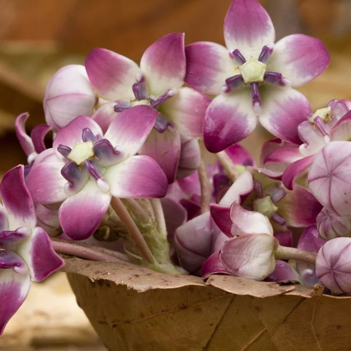 Fresh Flowers Madar - Per Pack