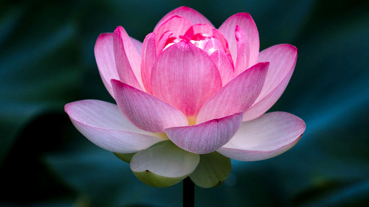 Fresh Lotus Flowers (Kamal Ke Phool) - 1 Per Box