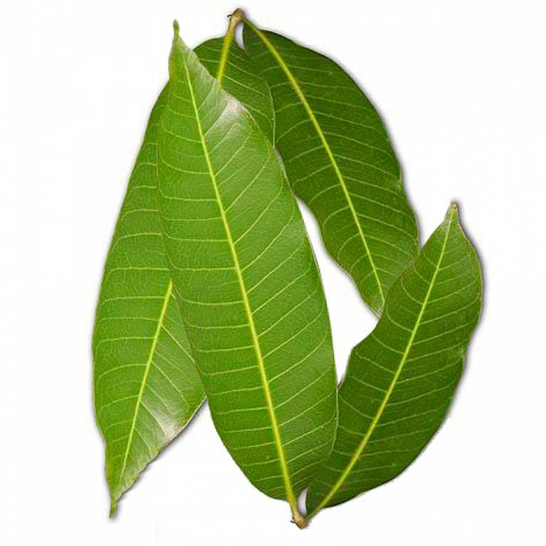 Fresh Mango Leaves - Per Pack