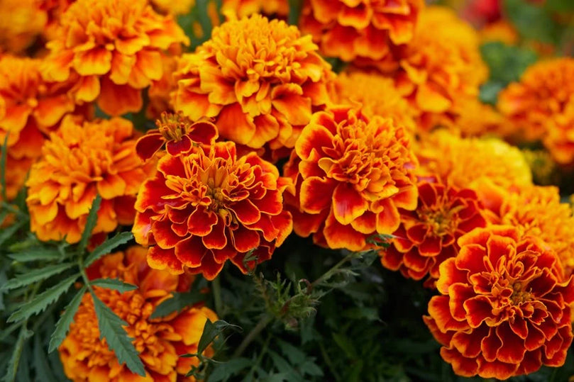 Fresh Marigold Flowers (gende ka phool) - Yellow & Orange - 1 Box