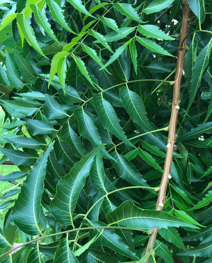 Neem Leaves - Per Pack