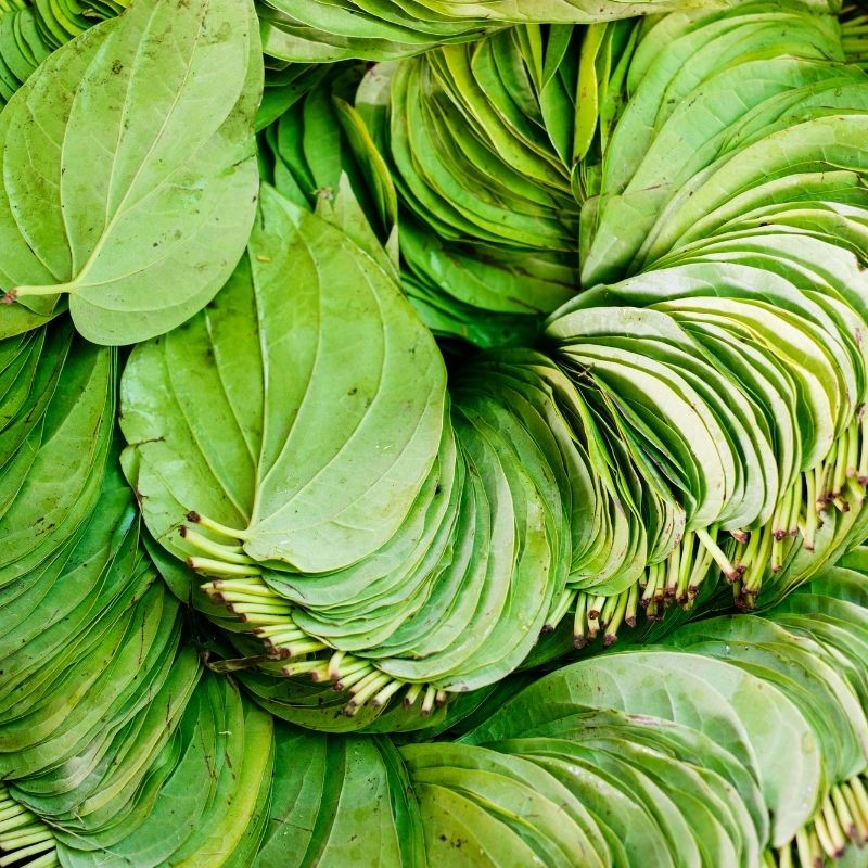 Fresh Paan Leaves (Patta) - 10 Per Pack