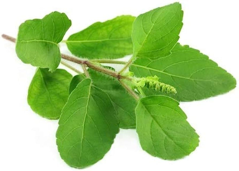 Tulsi Leaves - Per Pack