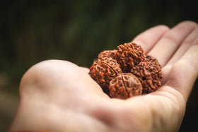 Rudraksha at Radhe Radhe Puja & Decor, Brampton