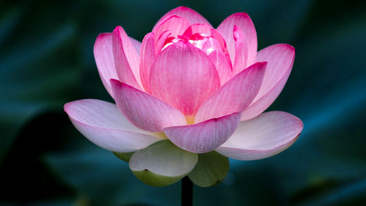 Fresh Puja Flowers