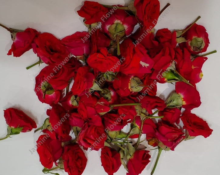 Fresh Flowers Button Rose (Gulab) - Per 1 Pack