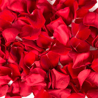 Fresh Flowers Rose Petals (Gulab) - Per Pack